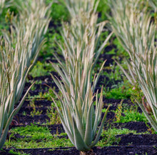 Load image into Gallery viewer, Whipped Aloe Vera Body Butter